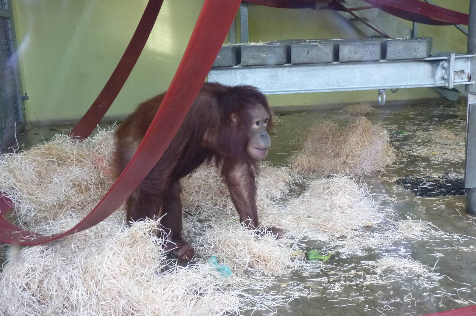 Bornean Orangutan in the Nursery, 30 December 2012