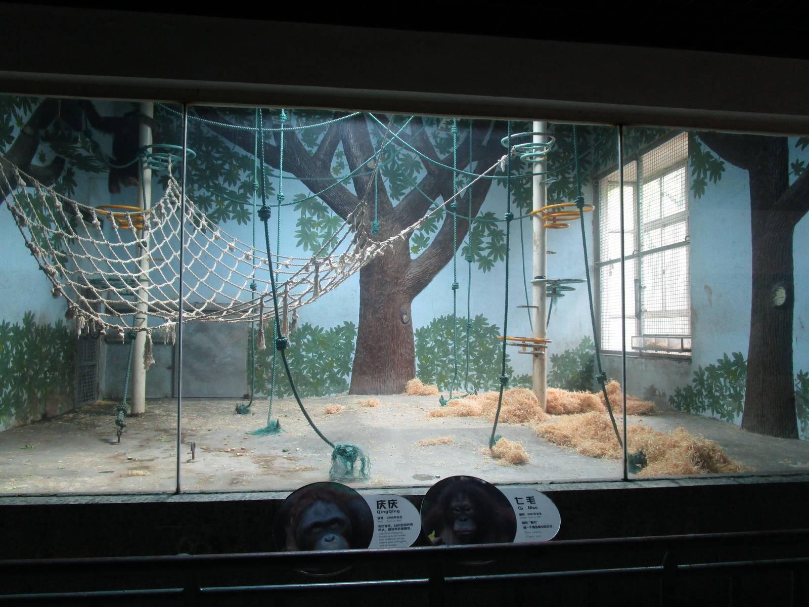 Bornean Orangutan Indoor Enclosure - 16/04/2016