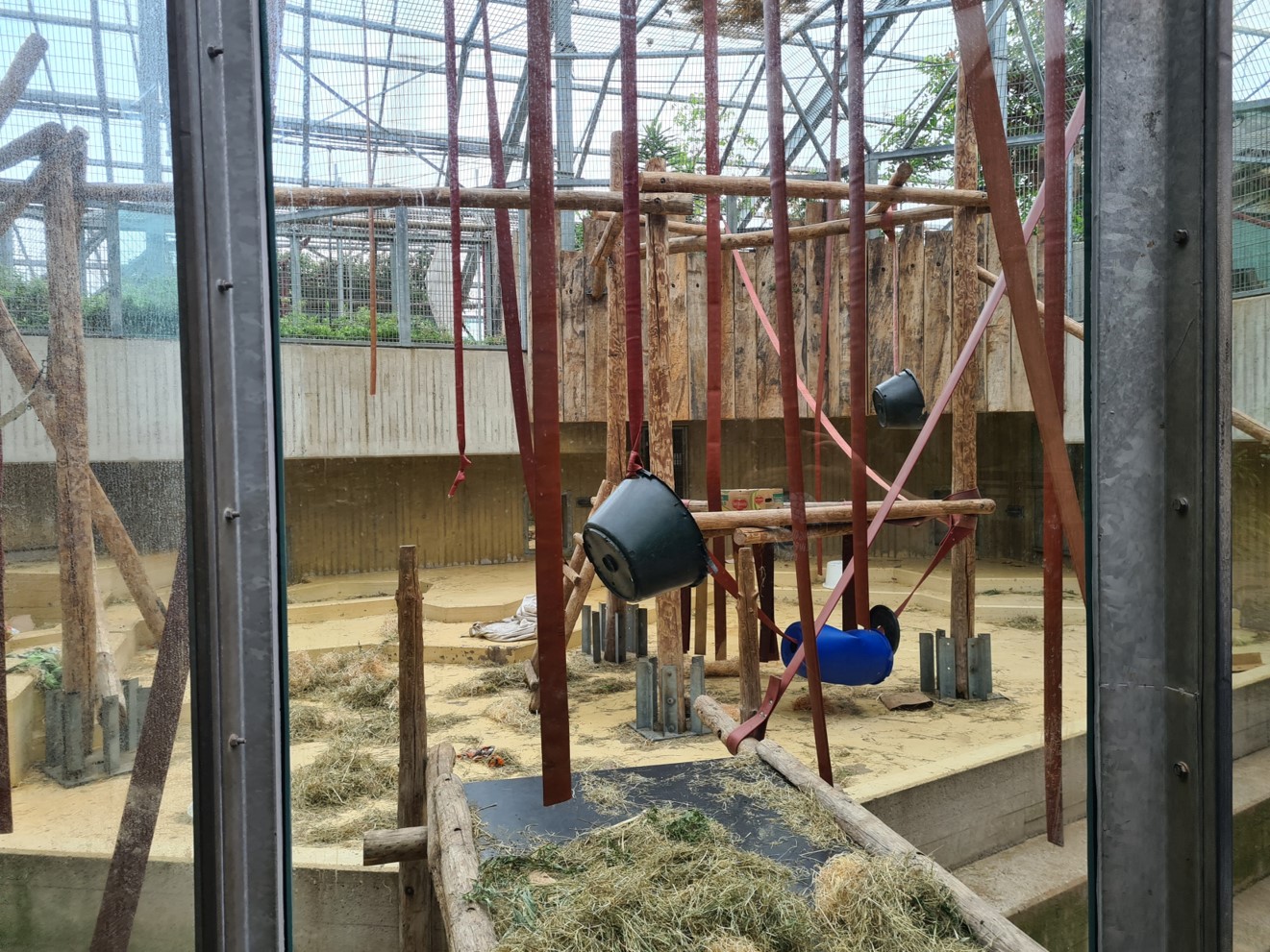 Bornean orangutan indoor enclosure