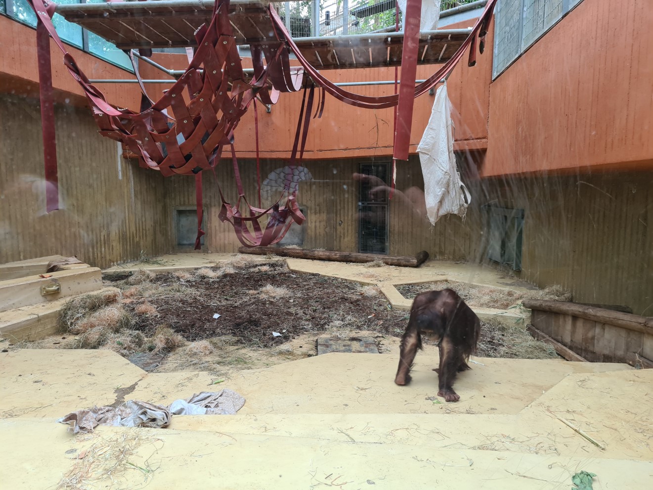 Bornean orangutan indoor enclosure
