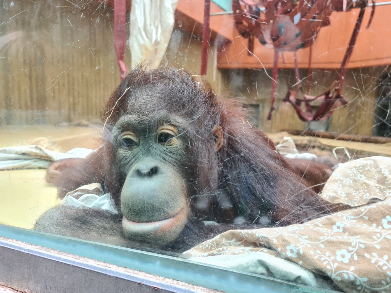 Bornean orangutan indoor enclosure