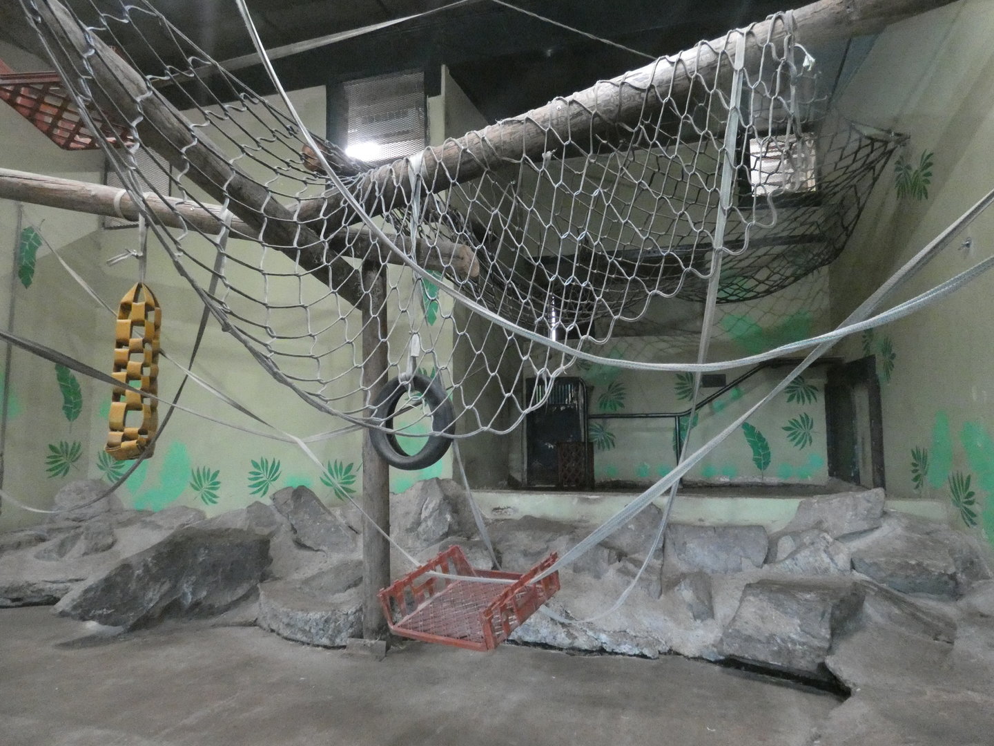 Bornean orangutan indoor enclosure