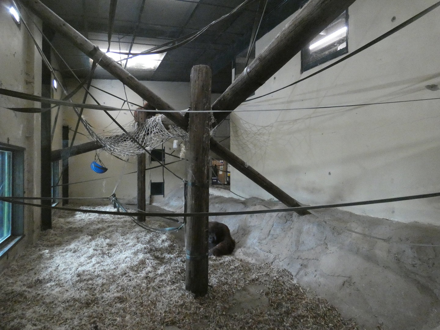 Bornean orangutan indoor enclosure