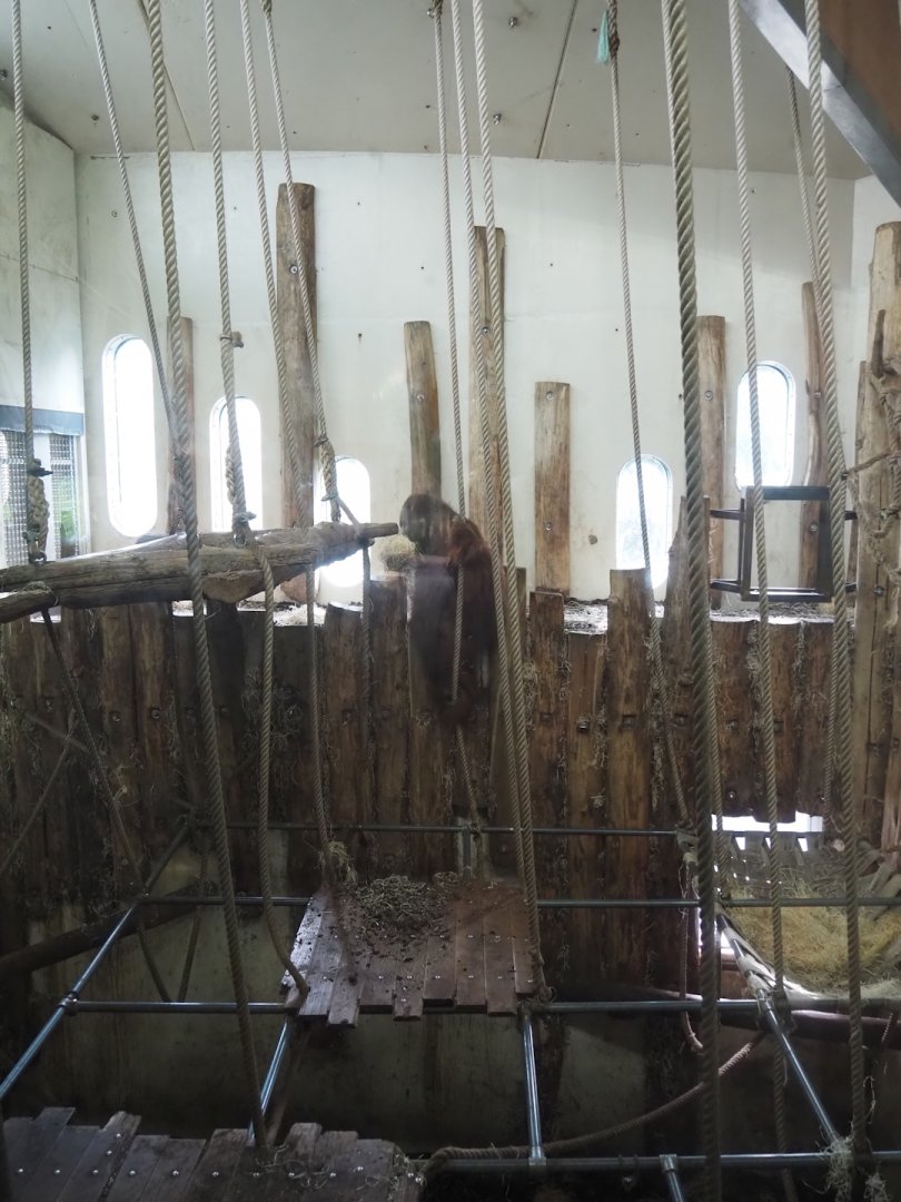 Bornean orangutan indoor exhibit, 2024-08-18