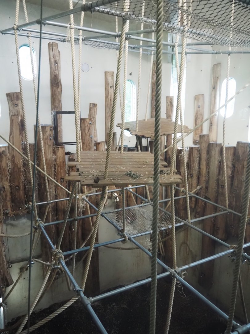 Bornean orangutan indoor exhibit, 2024-08-18