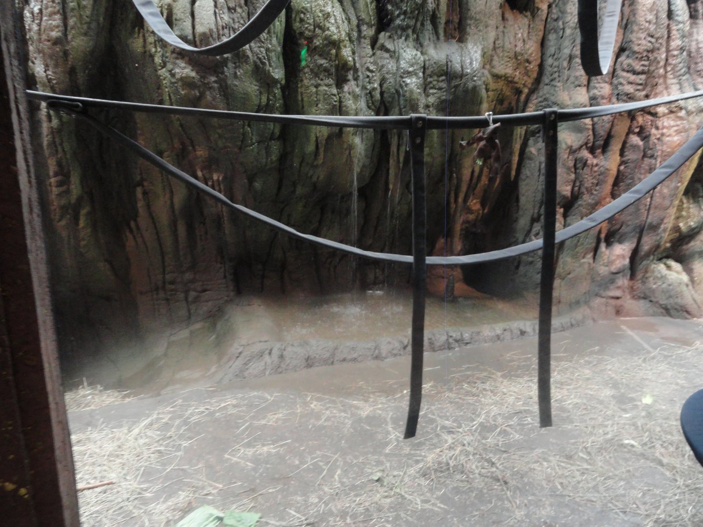 Bornean Orangutan Indoor Exhibit - Pool with Waterfall