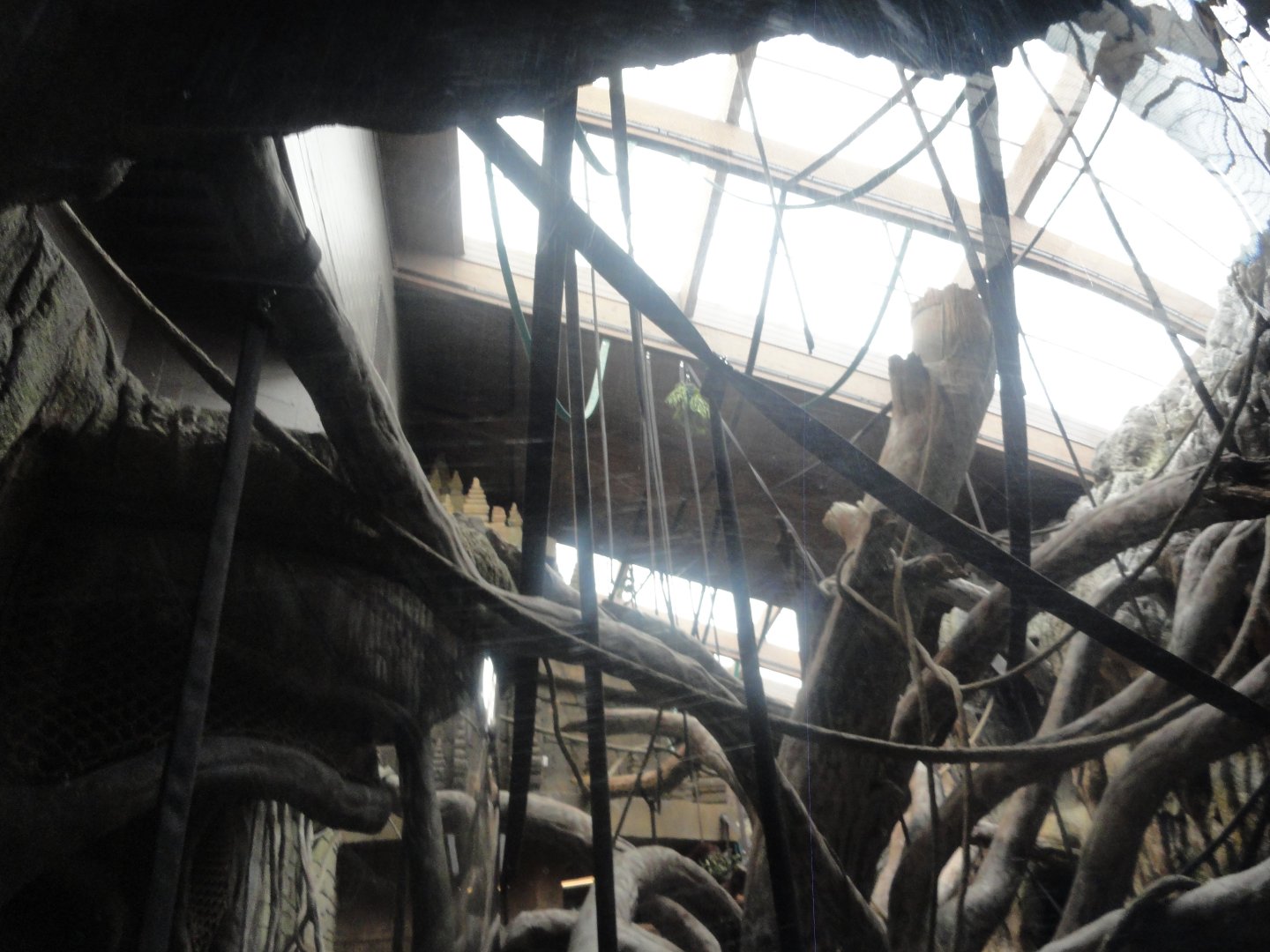 Bornean Orangutan Indoor Exhibit - Upper Portion