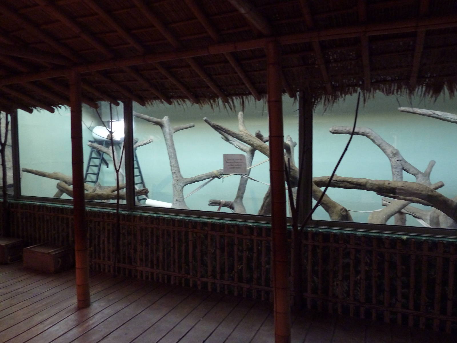 Bornean Orangutan Indoor Exhibit