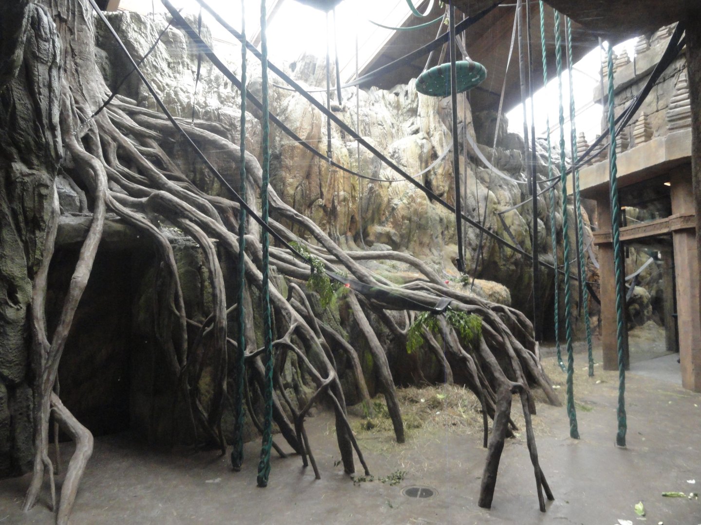 Bornean Orangutan Indoor Exhibit