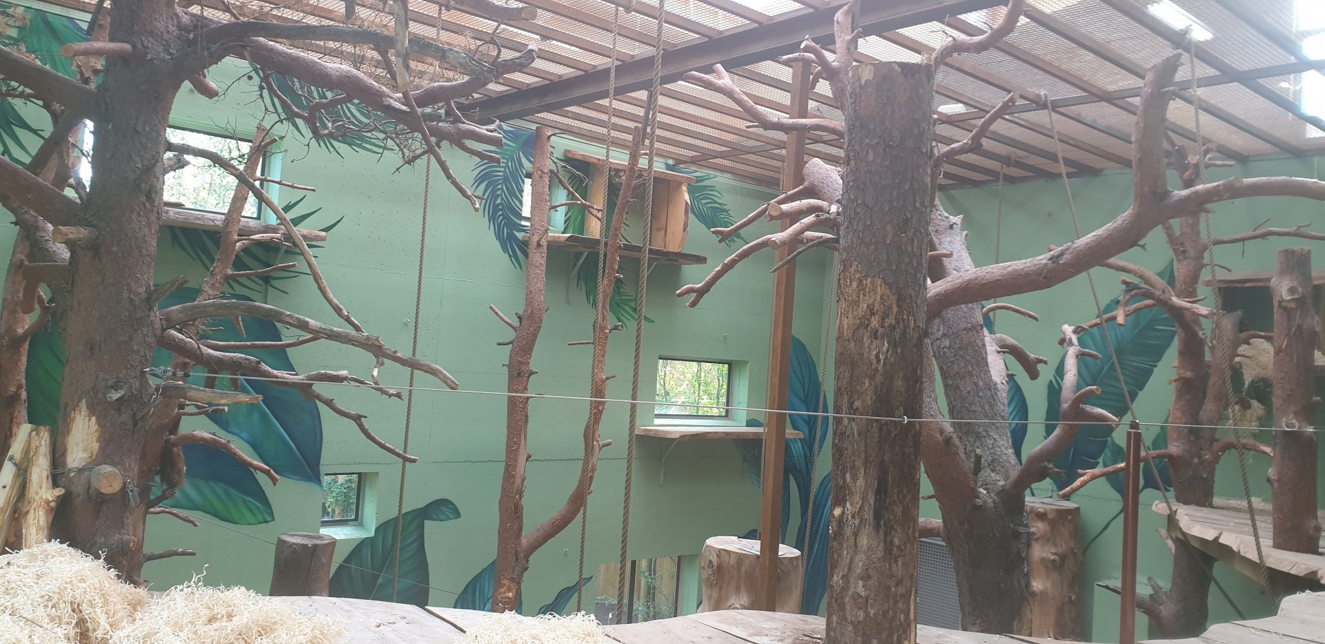 Bornean Orangutan indoor