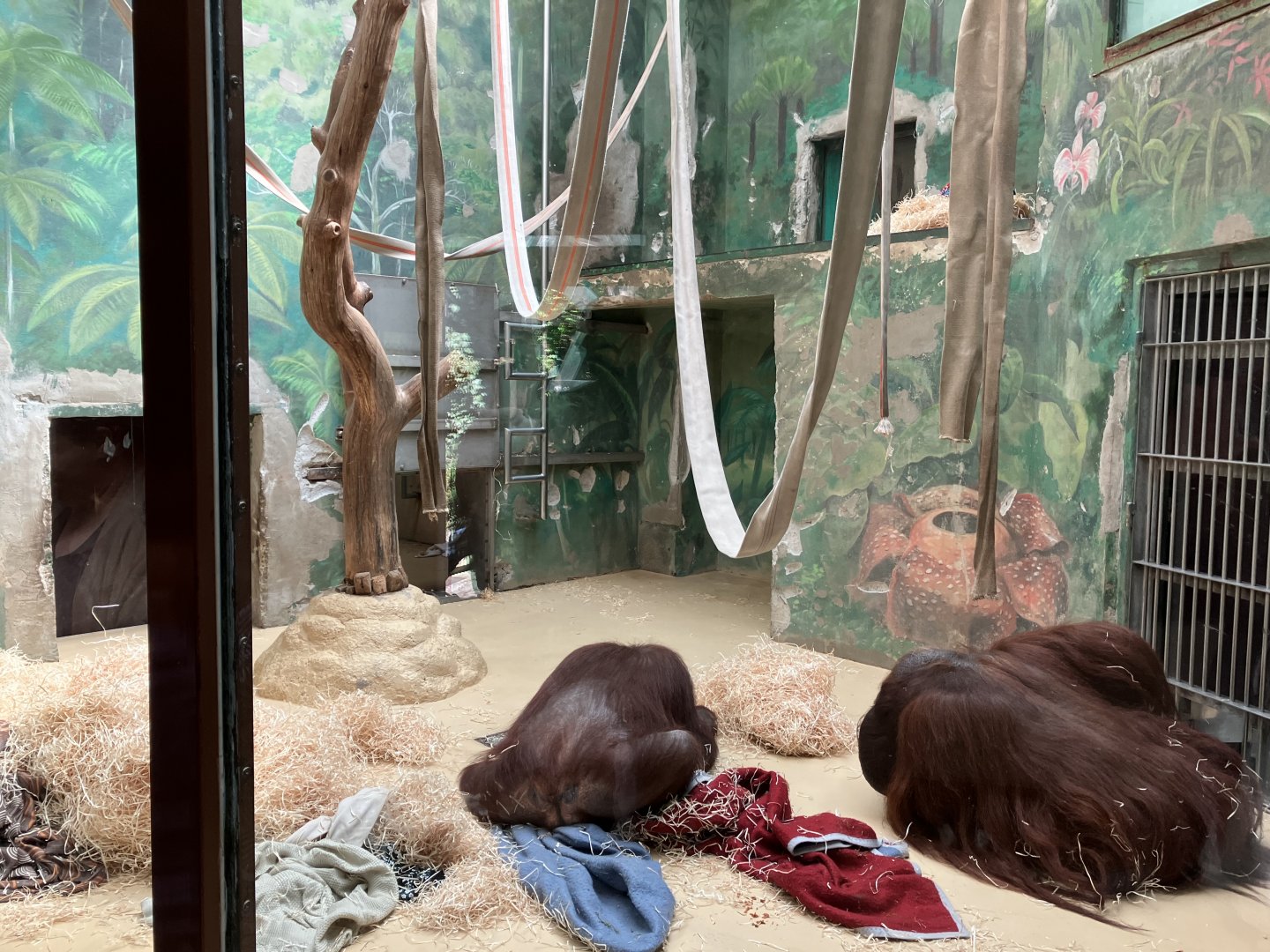 Bornean orangutan indoors-09/2023