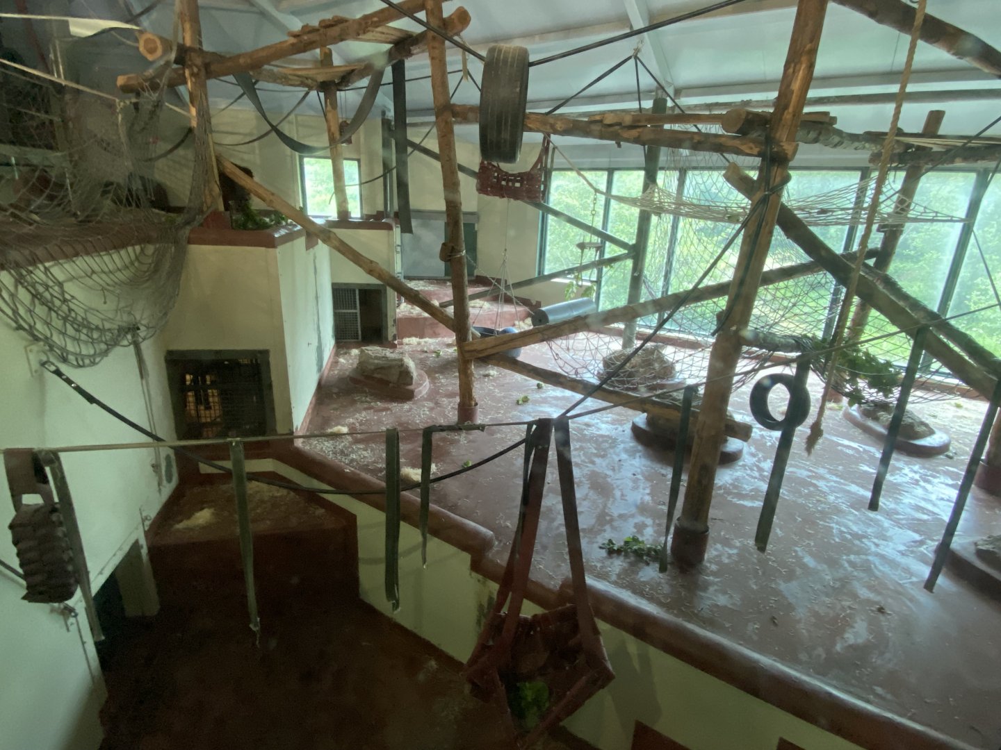 Bornean orangutan indoors 130624