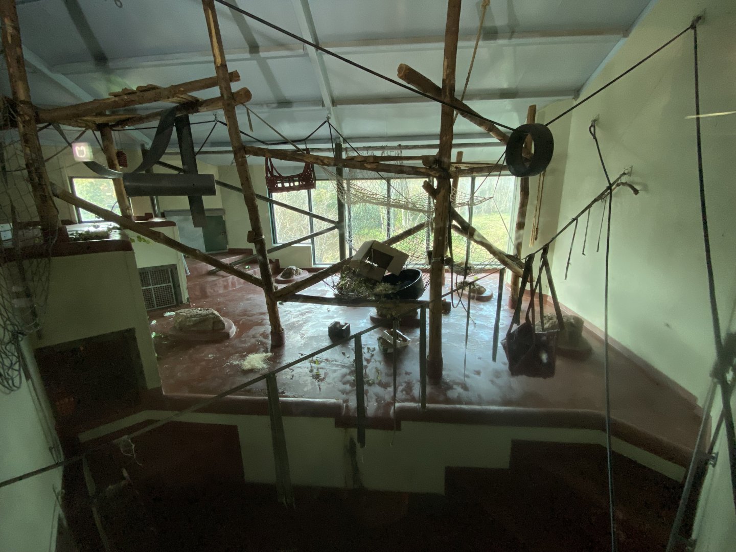 Bornean orangutan indoors 201121