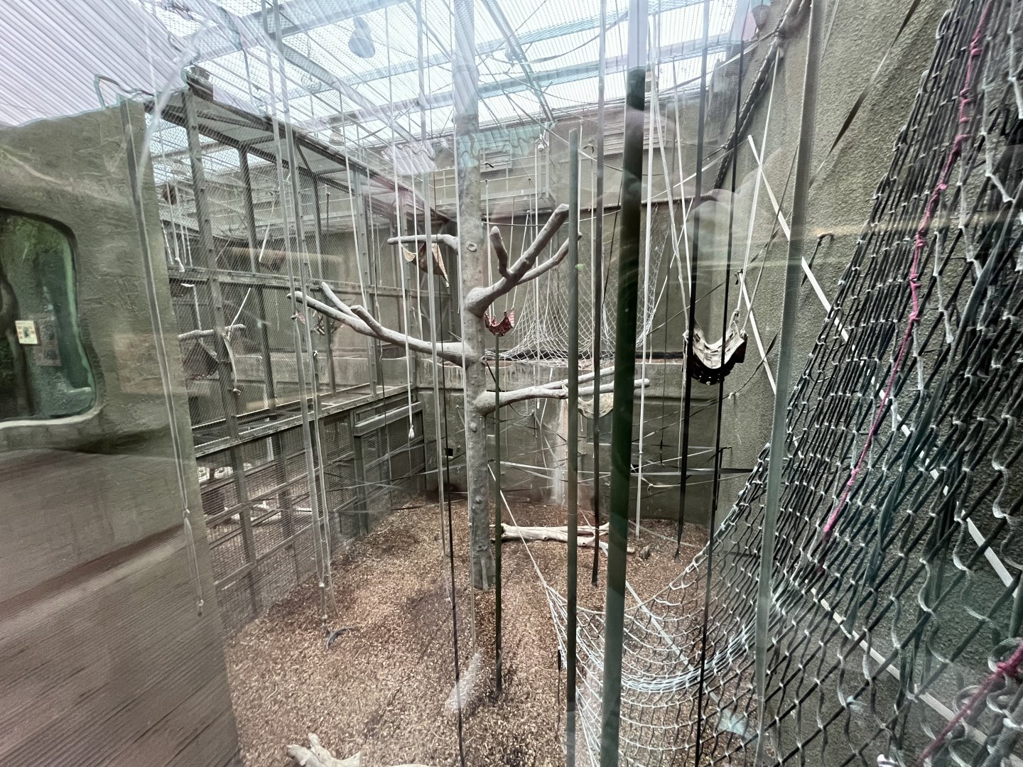 Bornean orangutan indoors 29.6.24