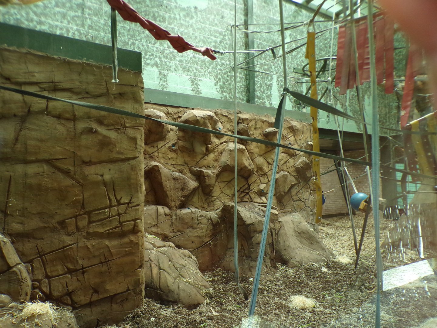 Bornean orangutan indoors 7.7.24