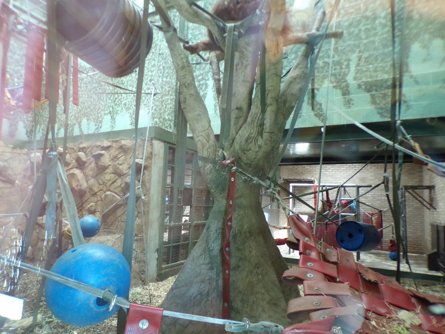 Bornean orangutan indoors 7.7.24