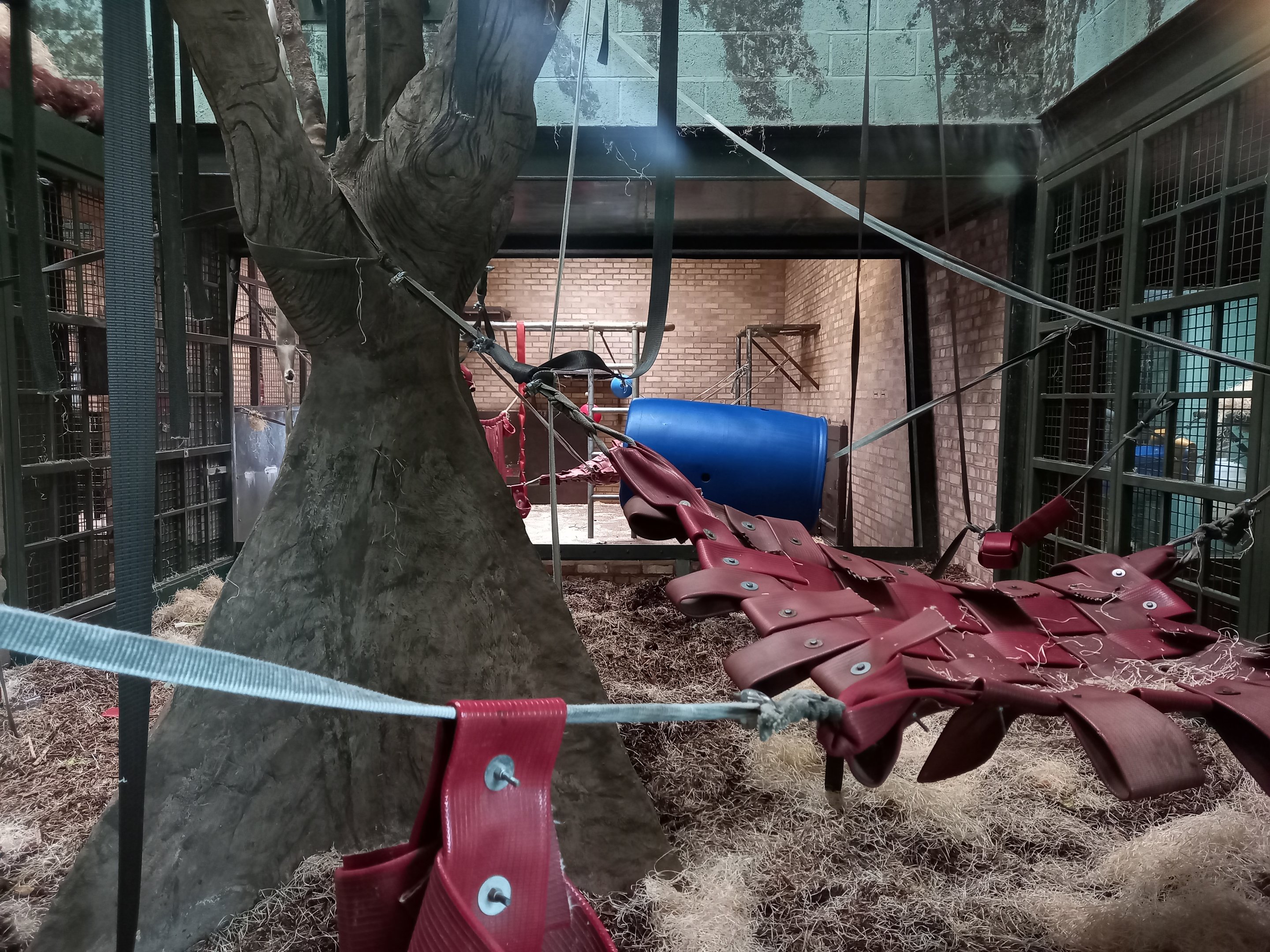 Bornean Orangutan indoors