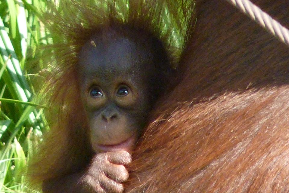 Bornean Orangutan Infant, 4 September 2013