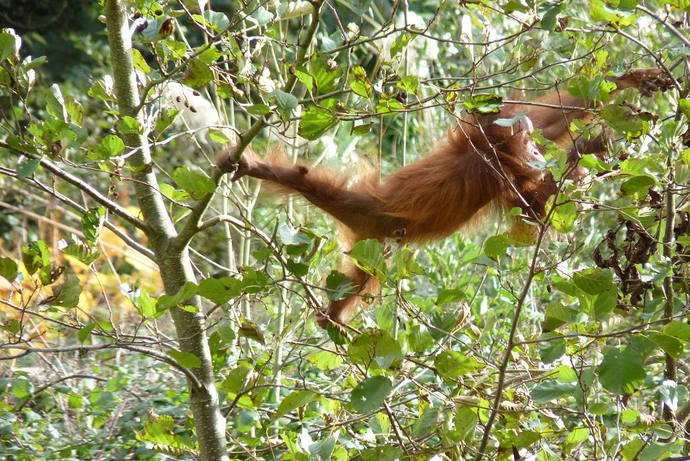 Bornean Orangutan infant climbing, October 2014