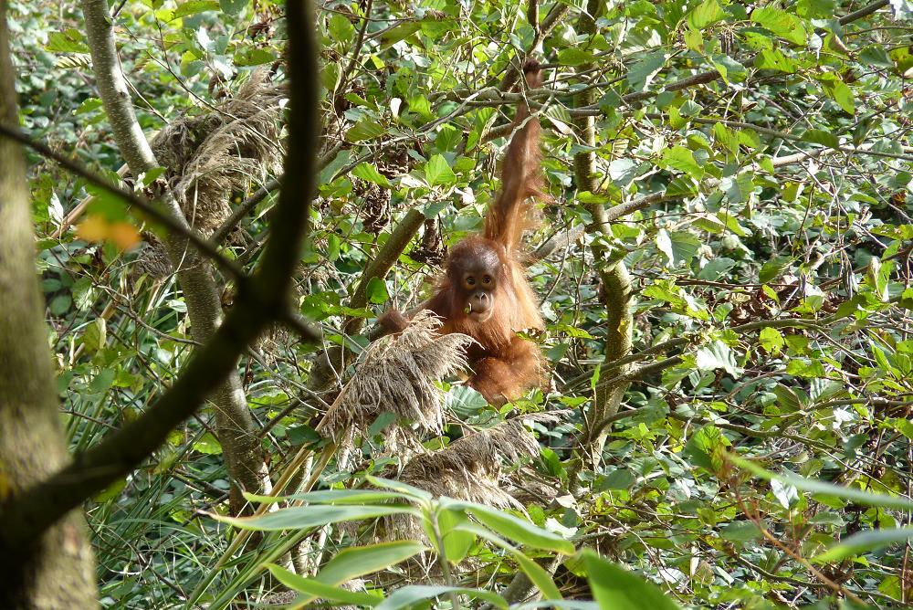 Bornean Orangutan infant climbing, October 2014