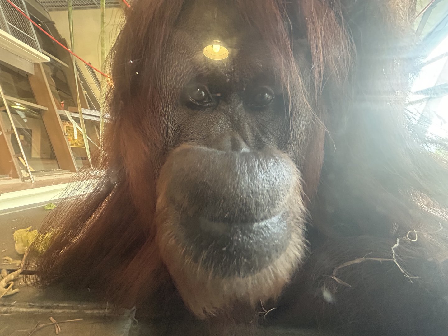 Bornean Orangutan - International Orangutan Center