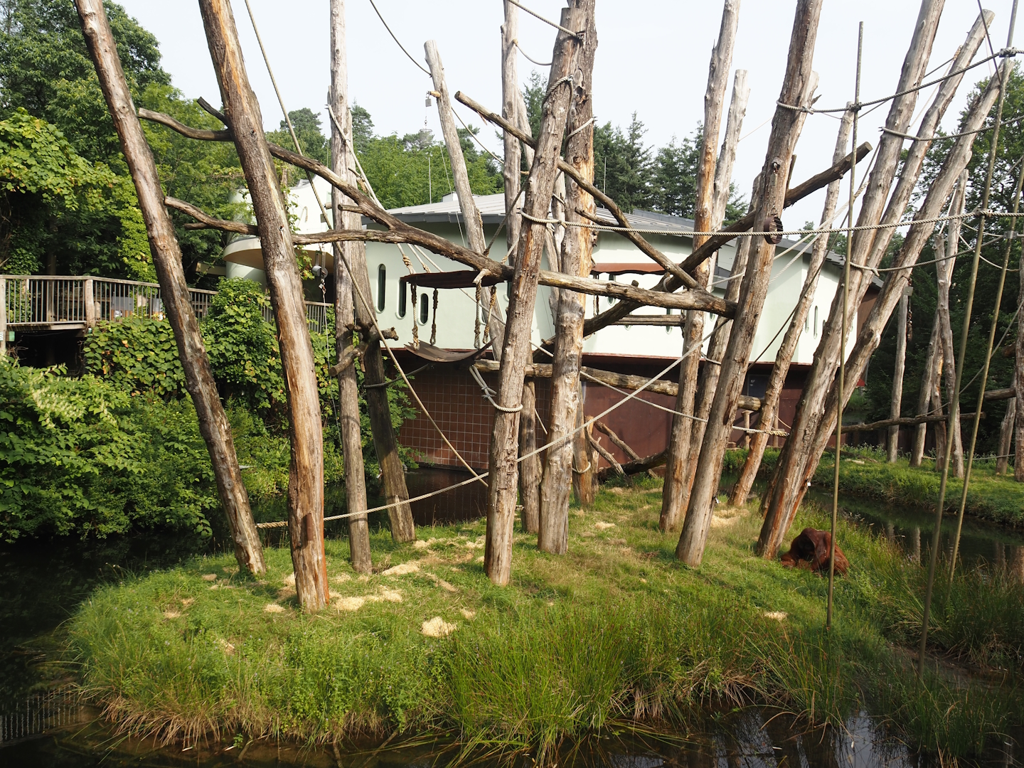 Bornean orangutan island, 2024-08-18