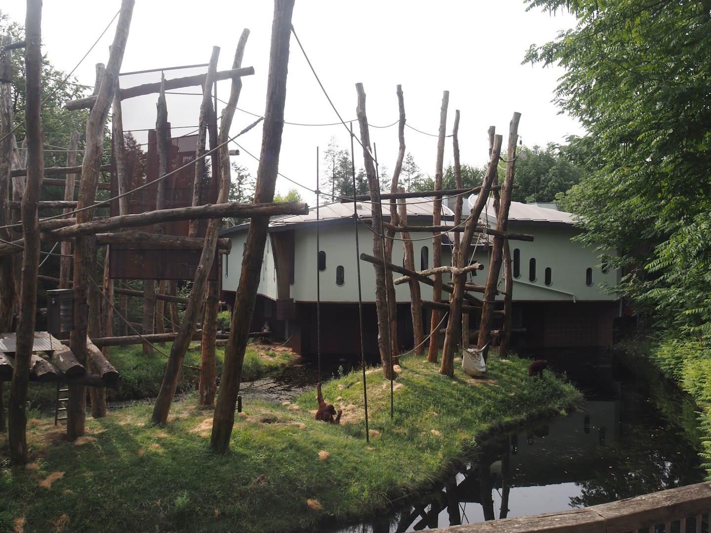 Bornean orangutan island, 2024-08-18