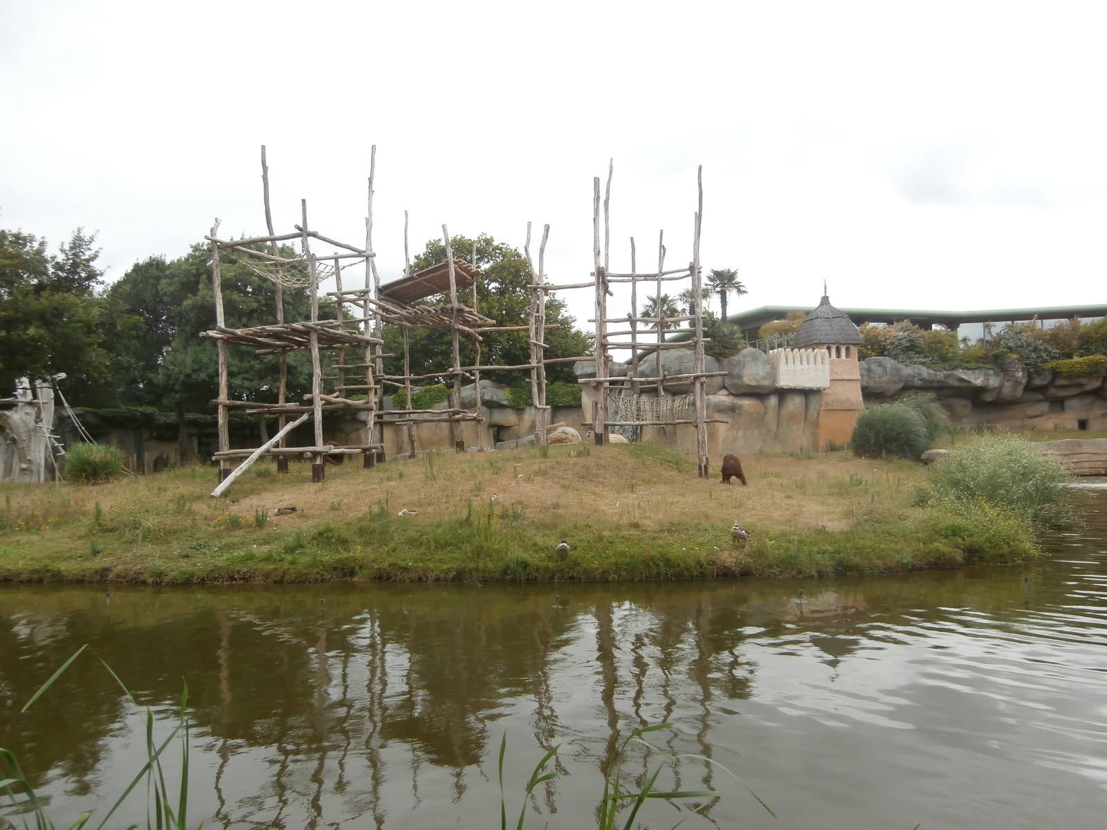 Bornean orangutan island