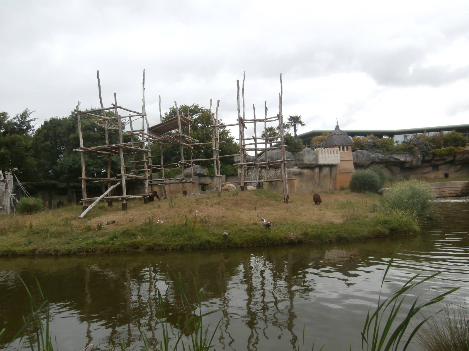 Bornean orangutan island