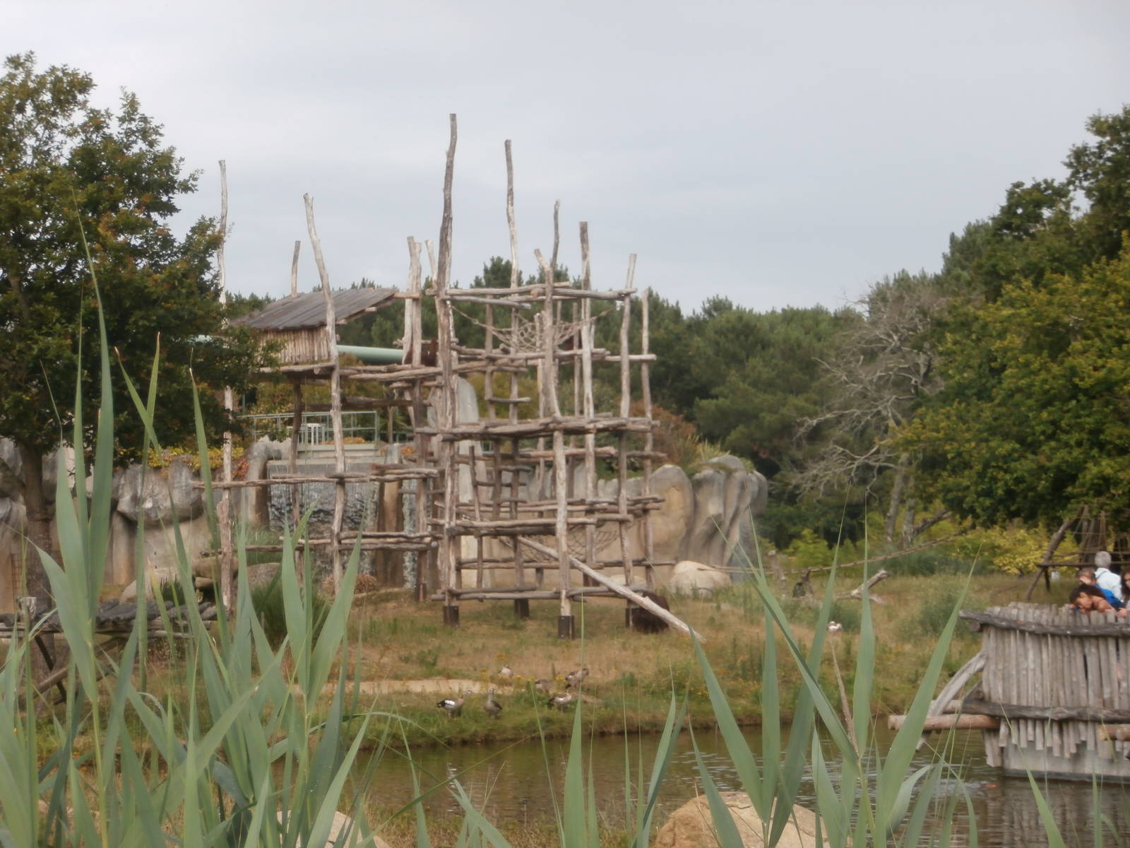 Bornean orangutan island