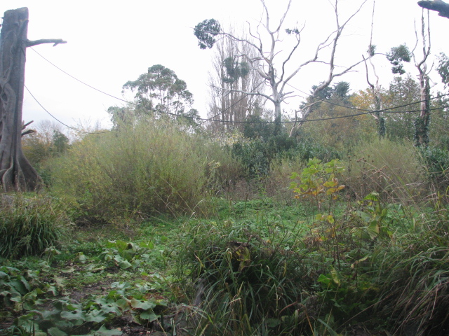 Bornean orangutan island