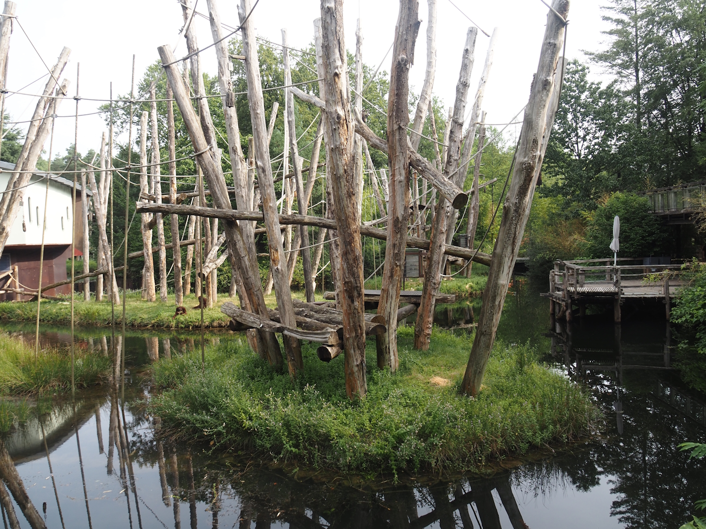 Bornean orangutan islands, 2024-08-18