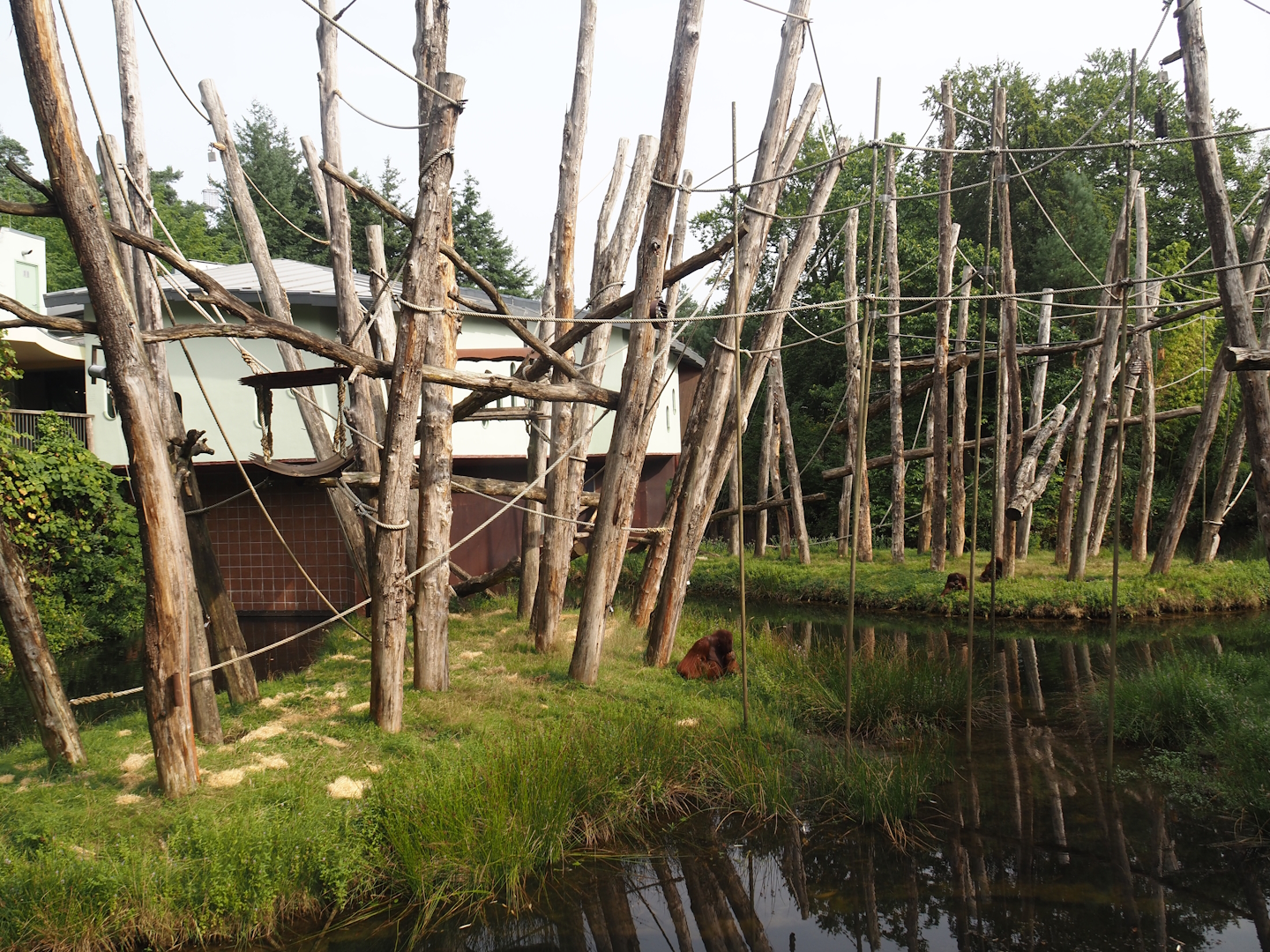 Bornean orangutan islands, 2024-08-18