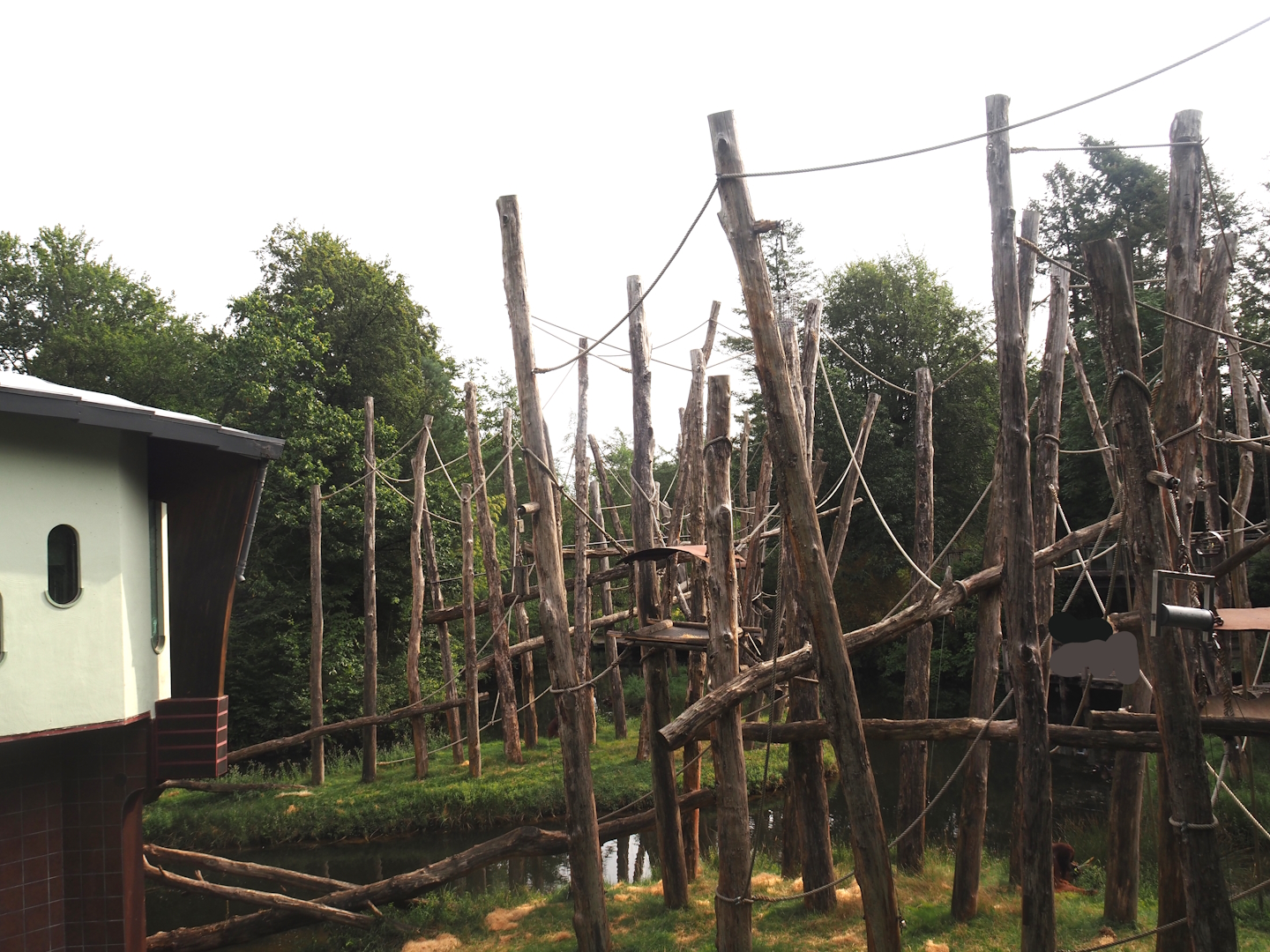 Bornean orangutan islands, 2024-08-18