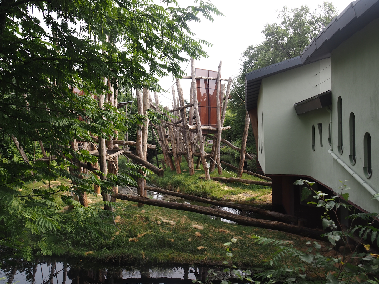 Bornean orangutan islands, 2024-08-18