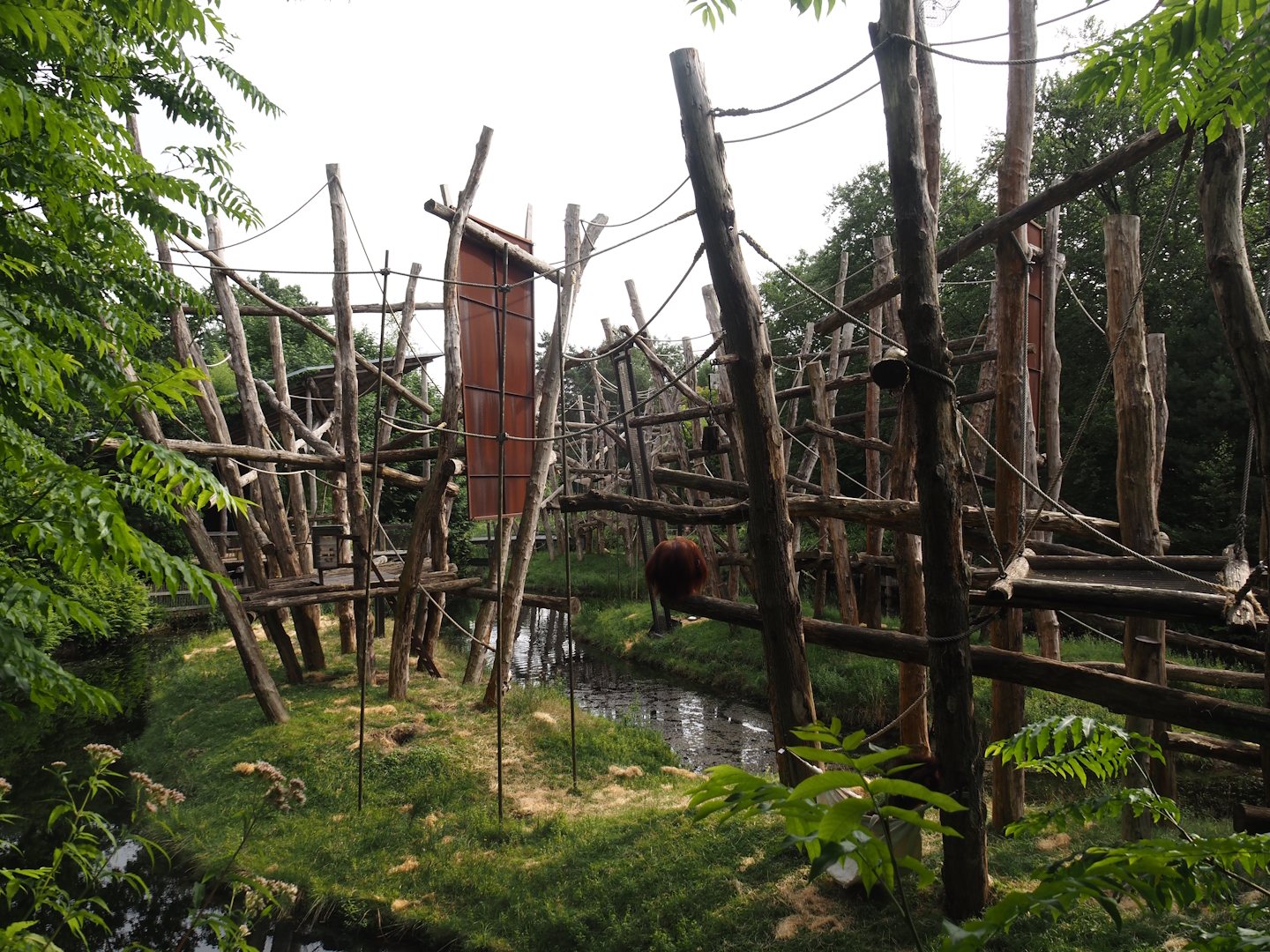 Bornean orangutan islands, 2024-08-18