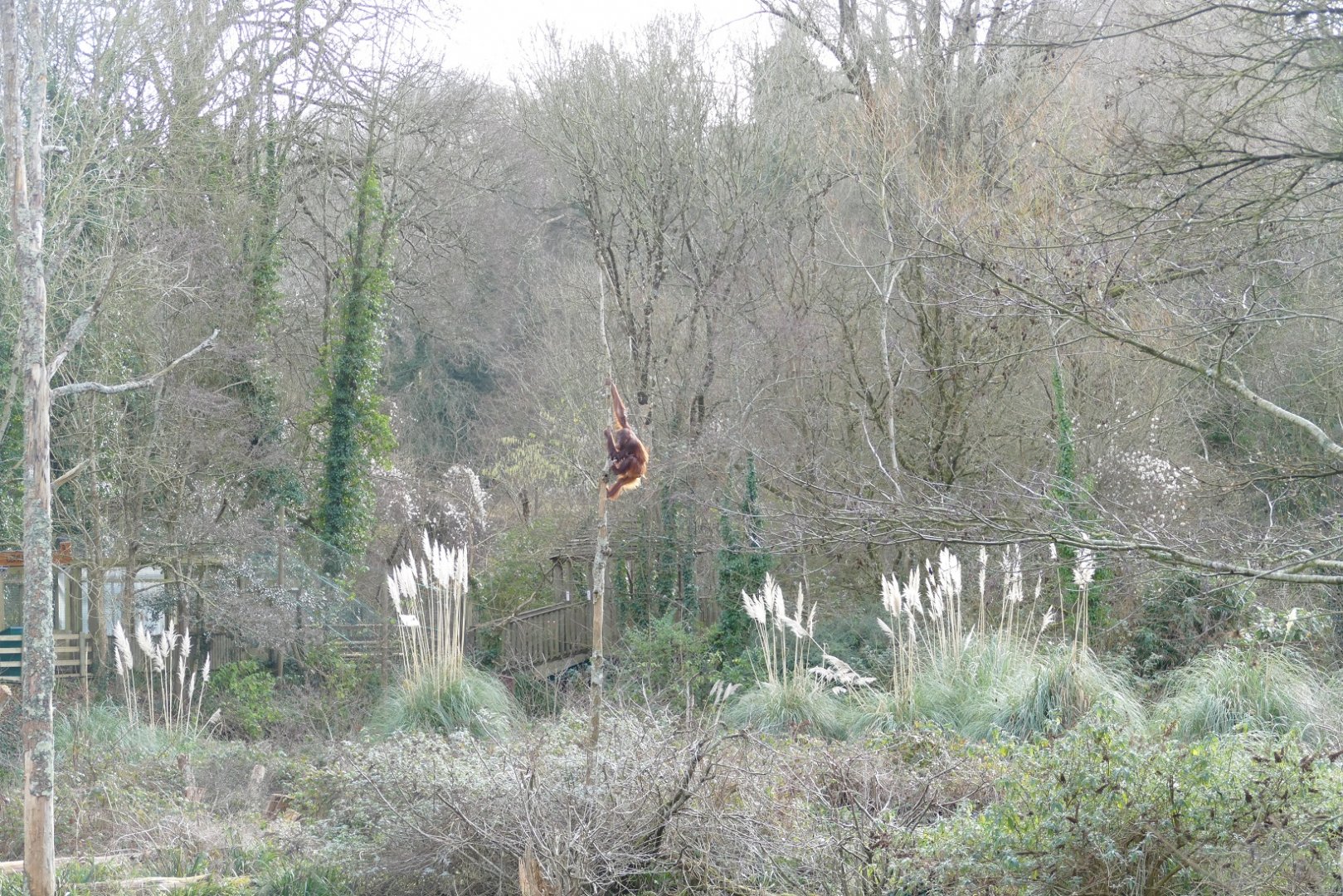 Bornean orangutan, January 2019