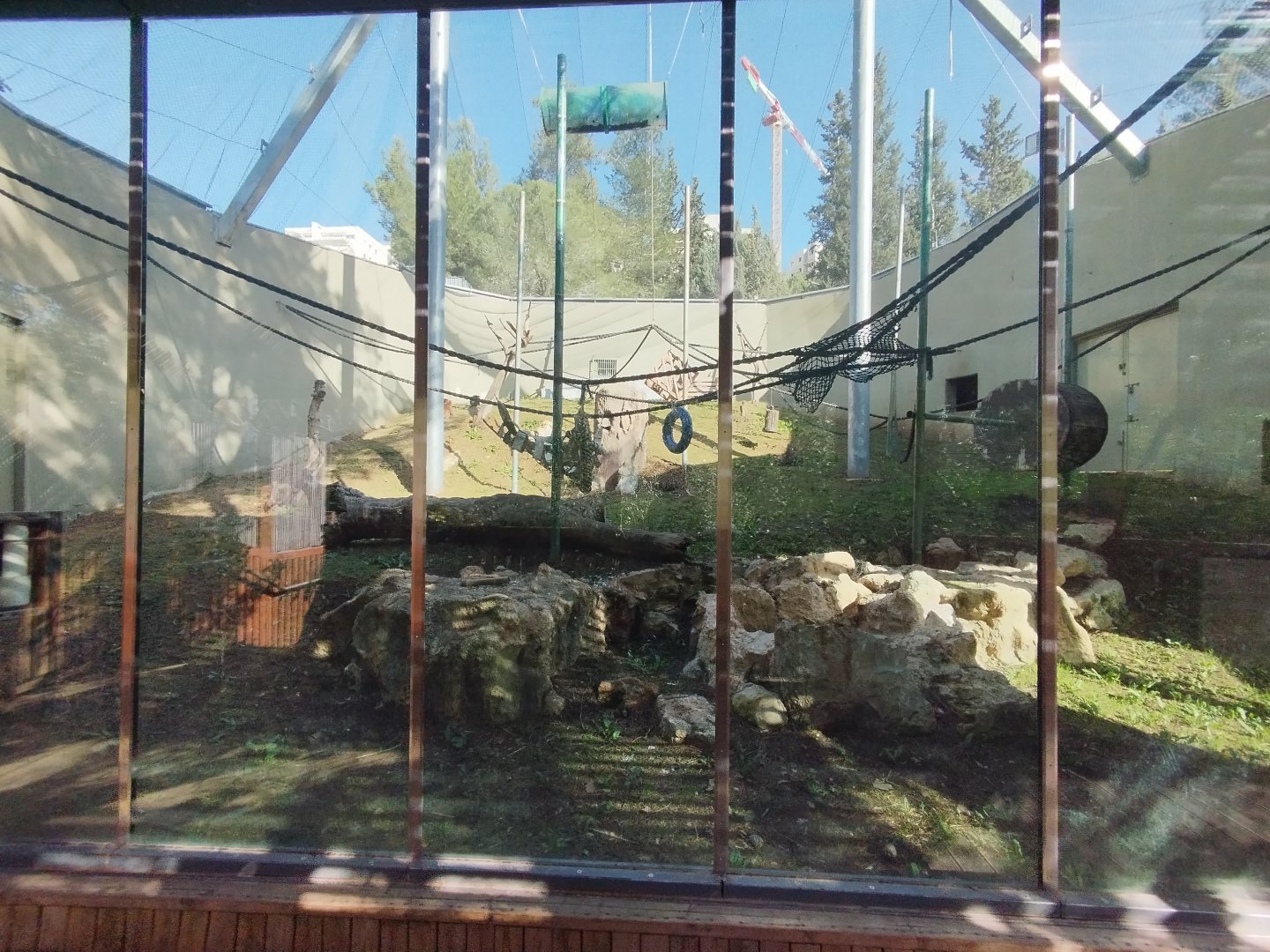 Bornean Orangutan & Javan Langur 1