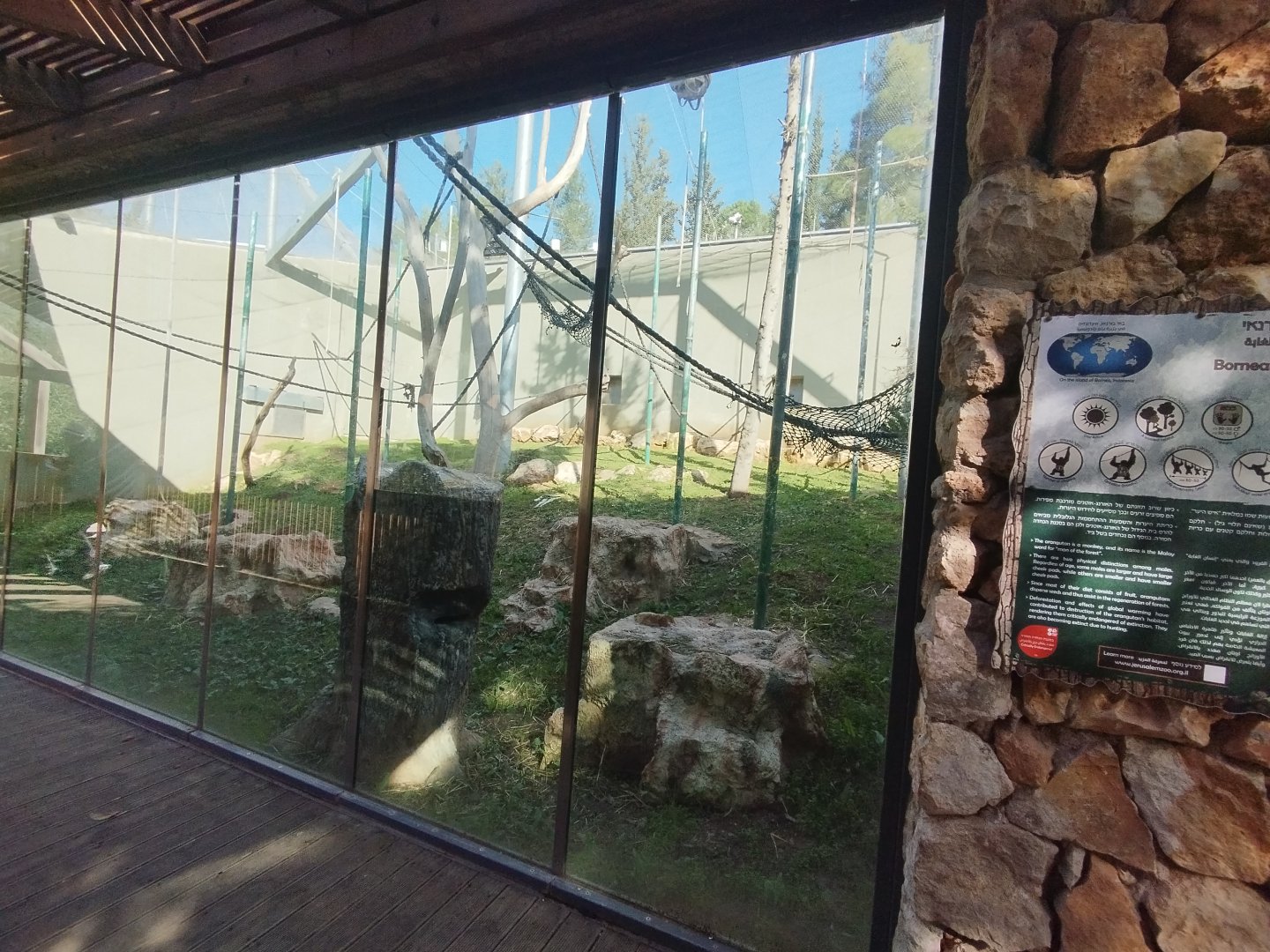 Bornean Orangutan & Javan Langur 2