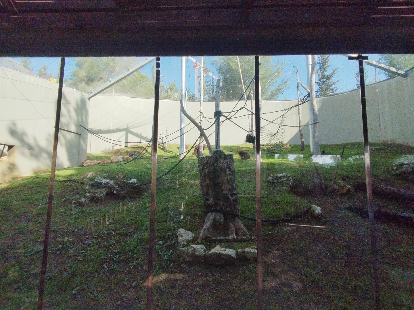 Bornean Orangutan & Javan Langur 3