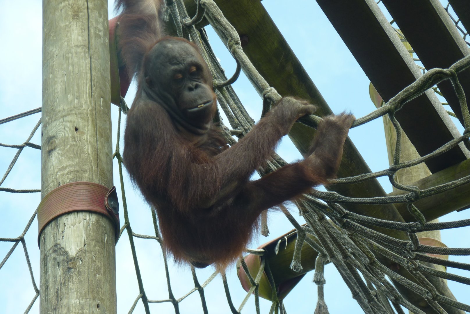 Bornean Orangutan, Jin. July 2017