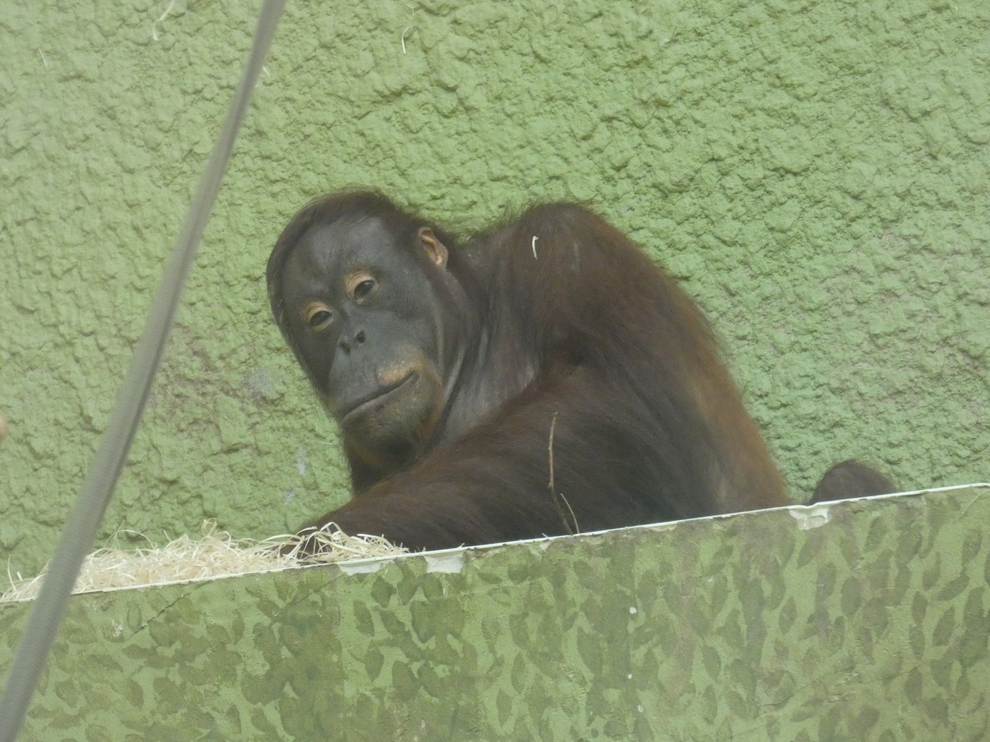 Bornean orangutan 'Jingga'