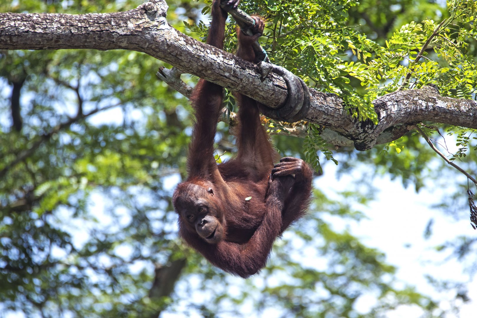 Bornean orangutan 'Joko'