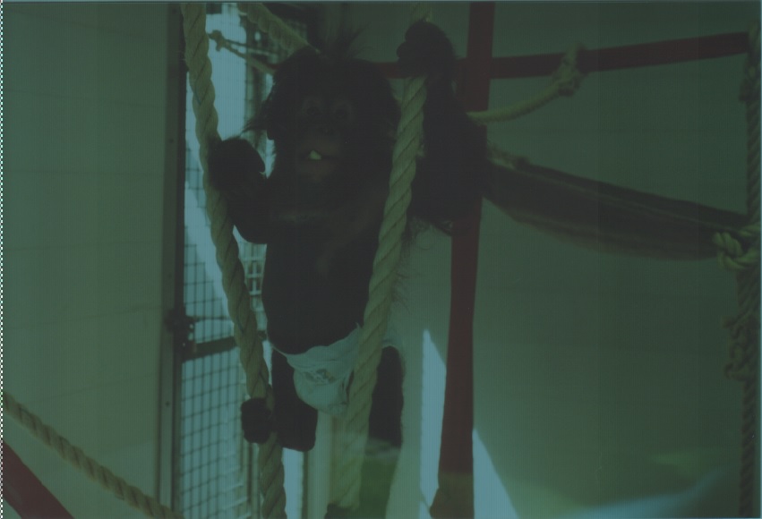 Bornean Orangutan, July 2000