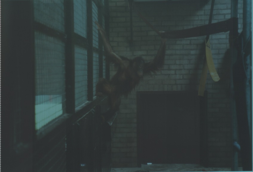 Bornean orangutan, July 2000