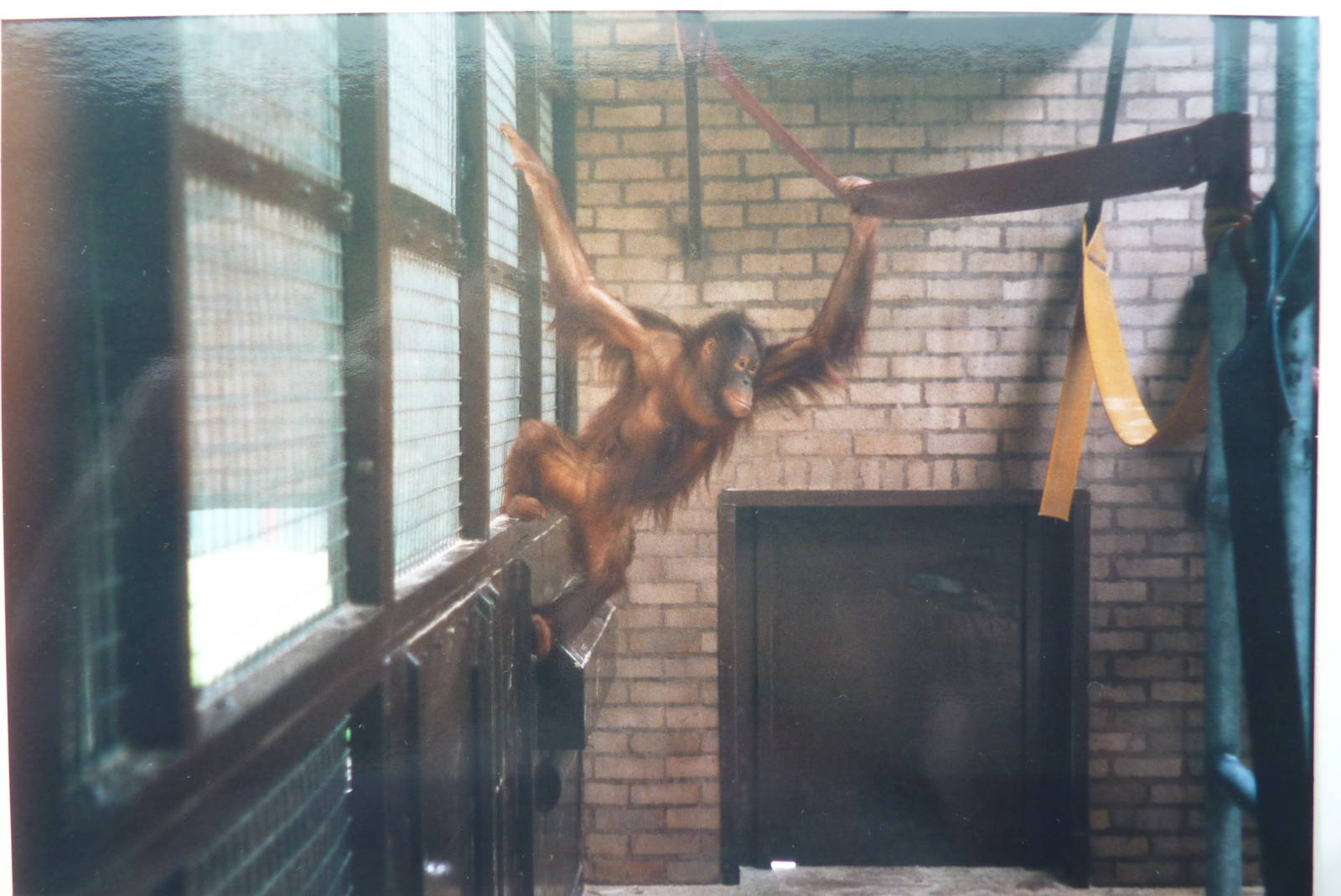 Bornean Orangutan, July 2000