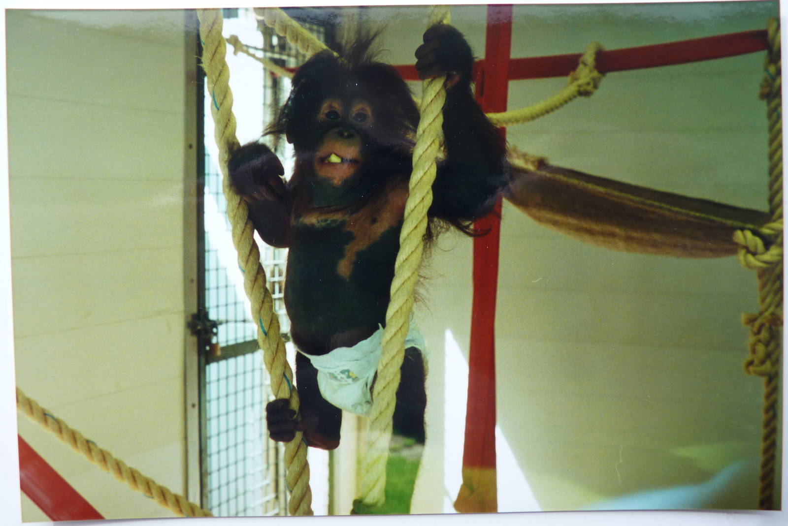 Bornean orangutan, July 2000