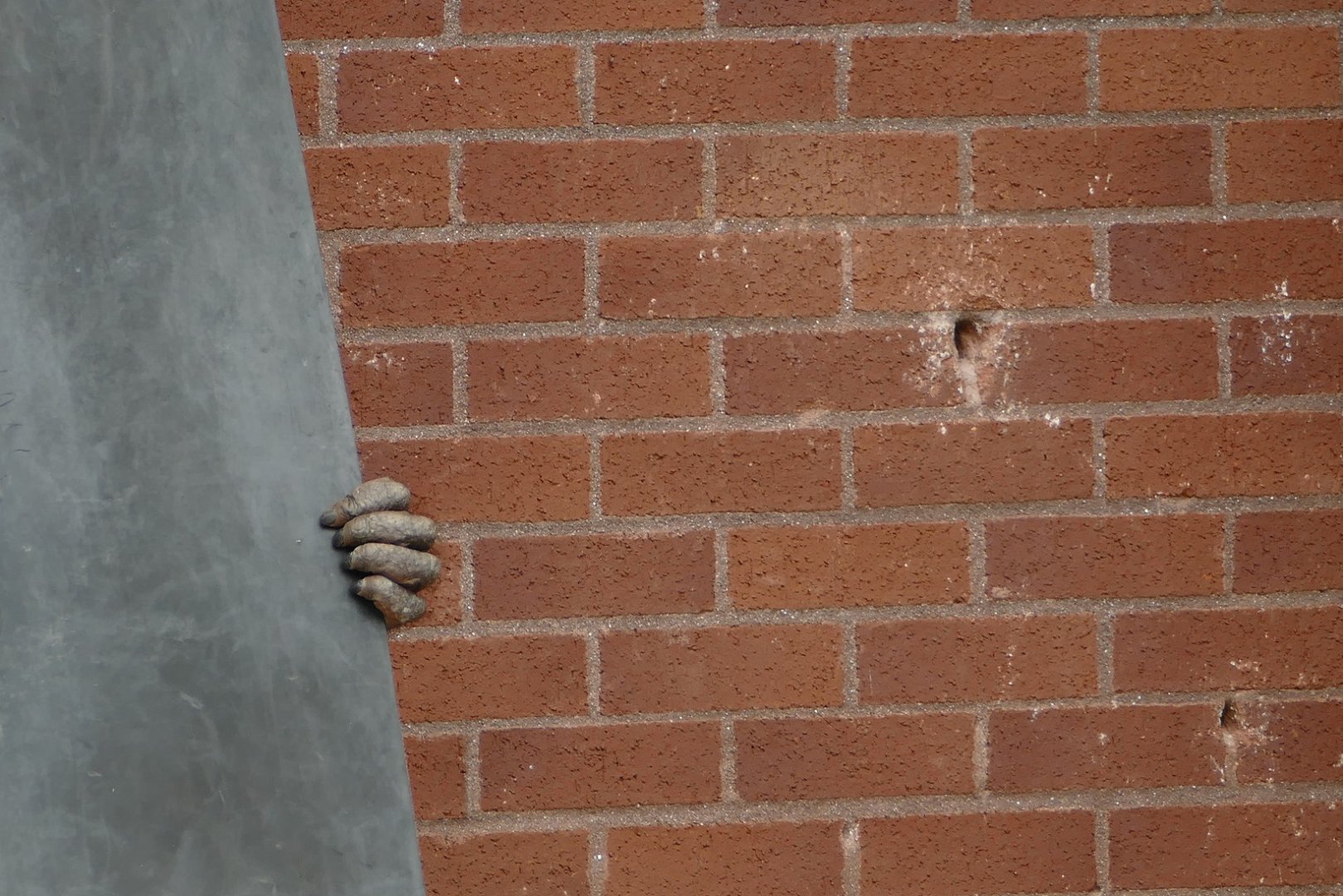 Bornean orangutan, July 2018