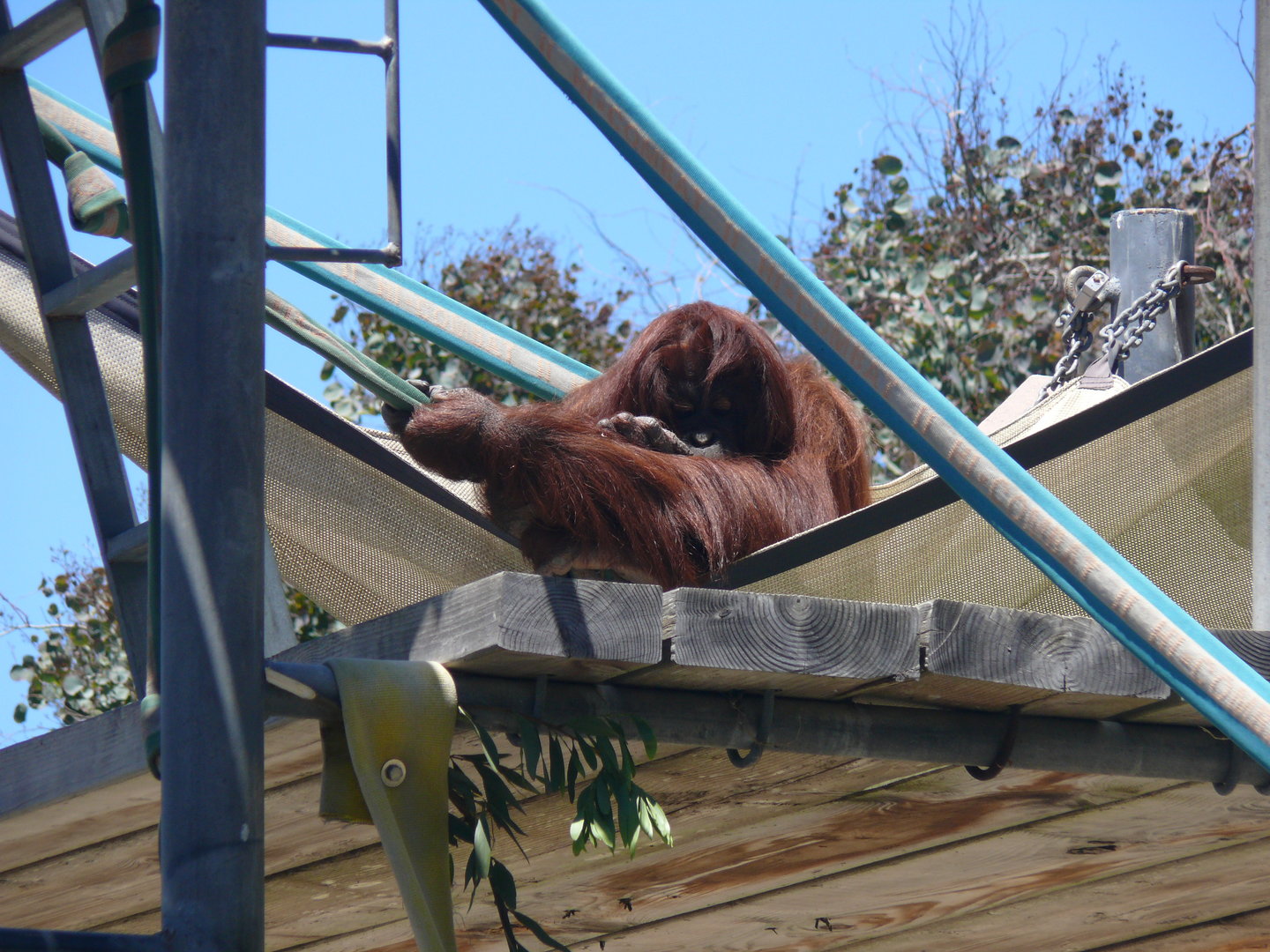 Bornean Orangutan - July 8th 2023