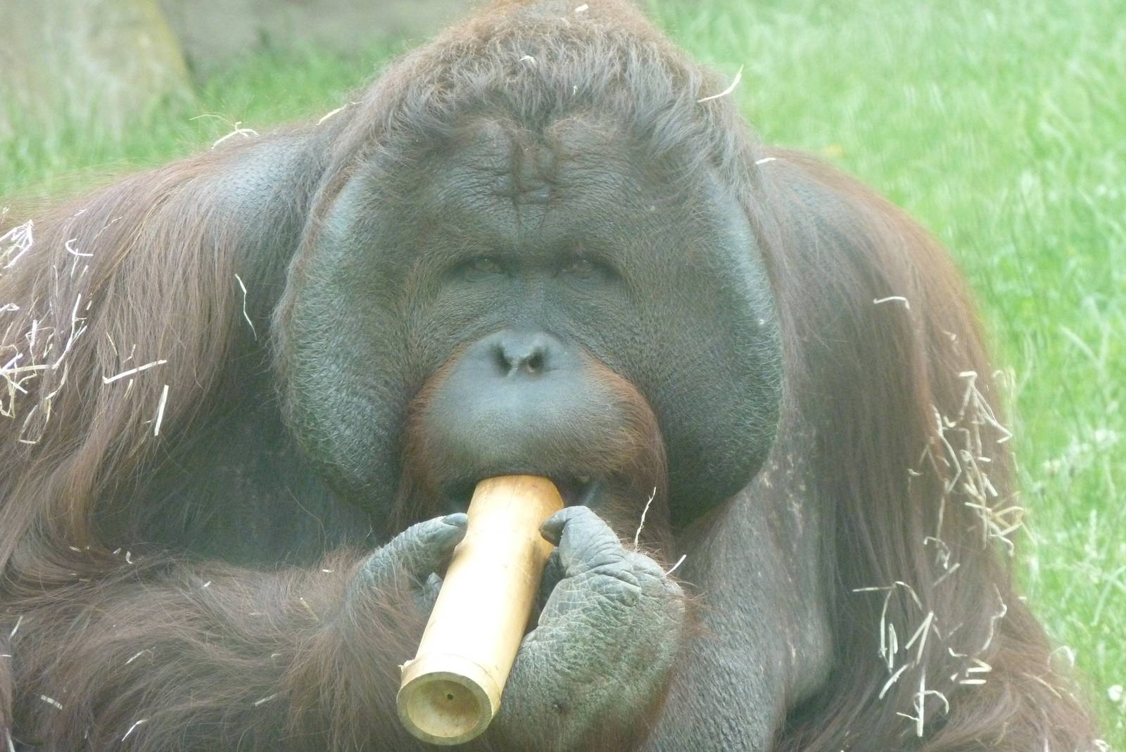 Bornean orangutan, June 2013
